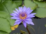 蓮の花