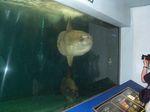 マンボウ